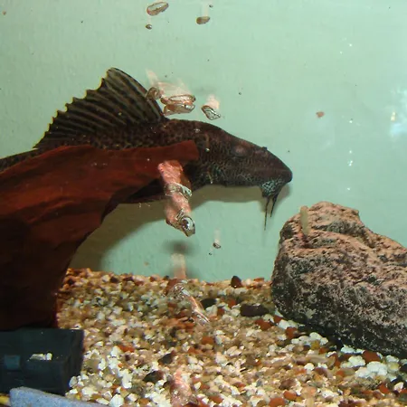 酒店 阿里斯酒店 *