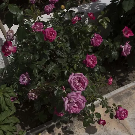 酒店 阿里斯酒店