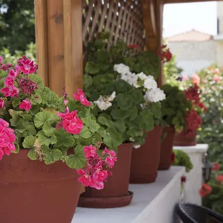 酒店 阿里斯酒店